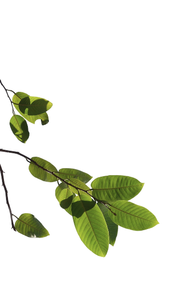 tree branch 2