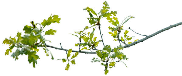 tree branch